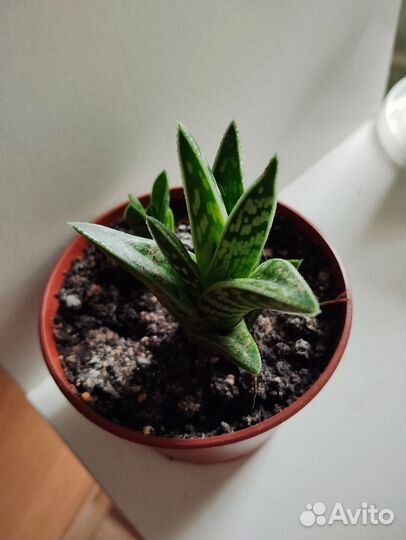 Алоэ тигровое пестрое