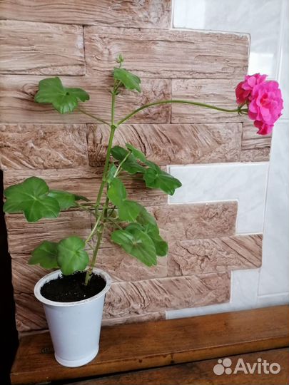 Герань пеларгония