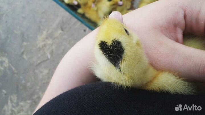 Утки и муларды