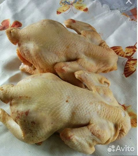 Куры бройлеры тушки мясо