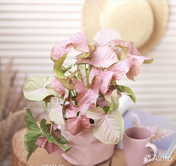 Сингониум неон пинк и конфети