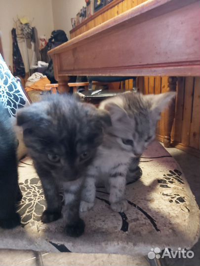 Отдам в добрые руки