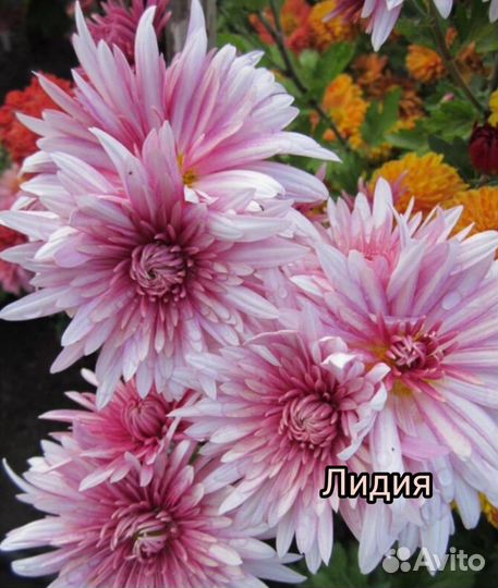 Хризантемы