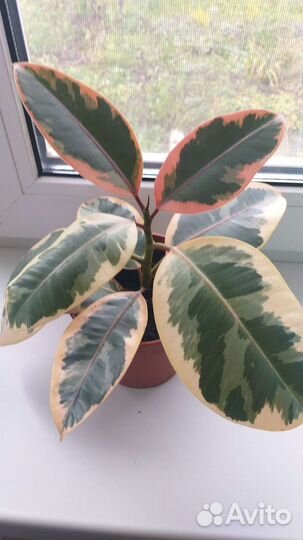 Фикус эластика тинеке