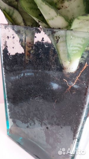 Сансевиерия Ханни