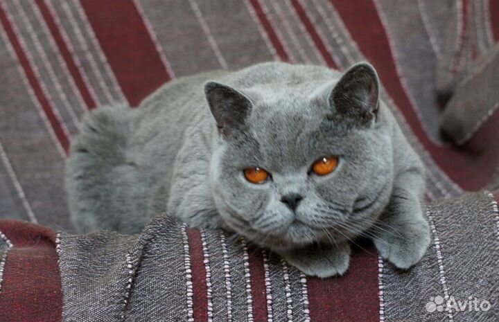 Британские котята
