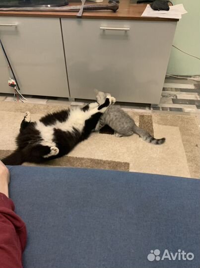 Зооняня. Передержка кошек