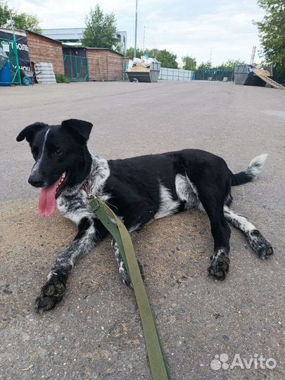 Собаку сбила машина, но он начал ходить заново