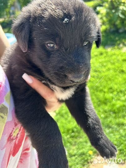 Отдам щенят в добрые руки