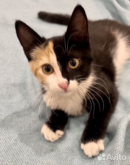 Кошка в дар