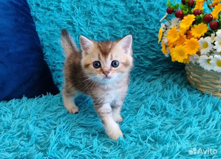 Шотландские котята