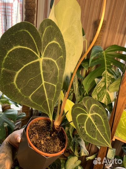 Антуриум кларинервиум