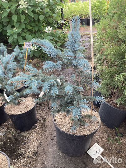 Ель Белобок большие и маленькие