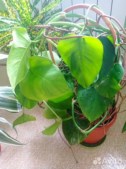 Комнатные растения цветы