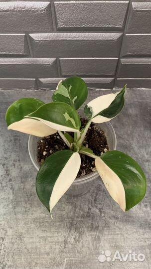 Филодендрон Вайт Визард