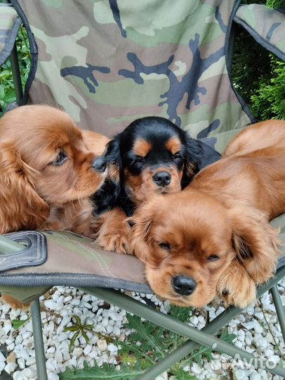 Кавалер кинг чарльз спаниель