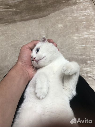 Породистая кошка(веслоух) отдам в хорошие руки