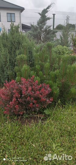 Саженцы барбариса