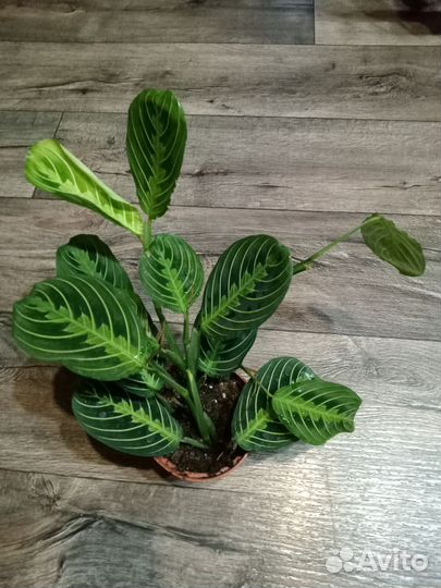 Маранты, строманты, калатеи