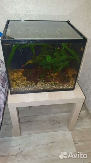 Аквариумные рыбки