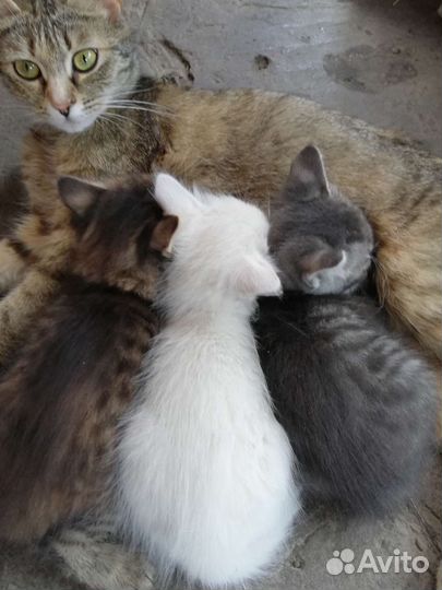 Котята в добрые руки