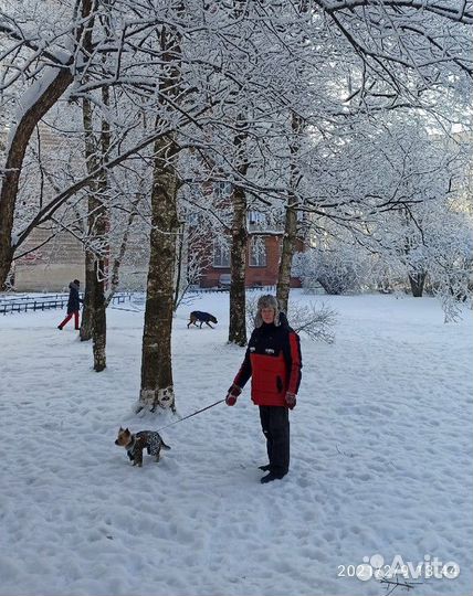 Погуляю с вашей собакой,покормлю и помою лапы