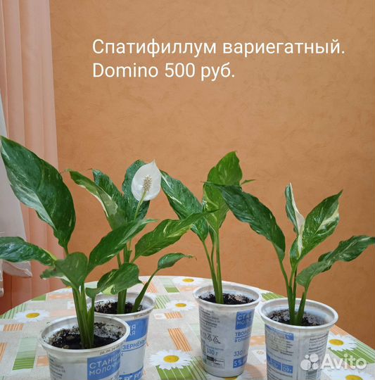 Комнатные цветы