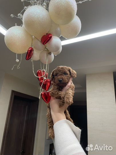 Мальтипу мини рэд браун