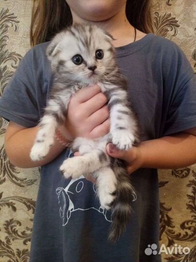 Шотландские котята