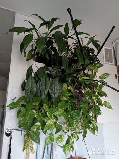 Настенный фитомодуль