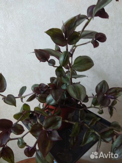 Традесканции и каллизии часть 1