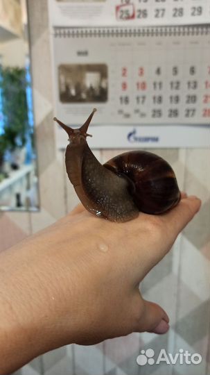Улитки ахатины бесплатно