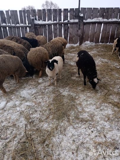 Дорпер кросс