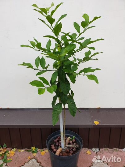 Лимон. Молочай