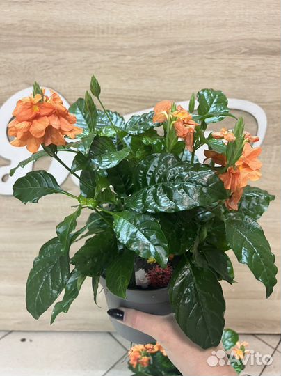 Кроссандра