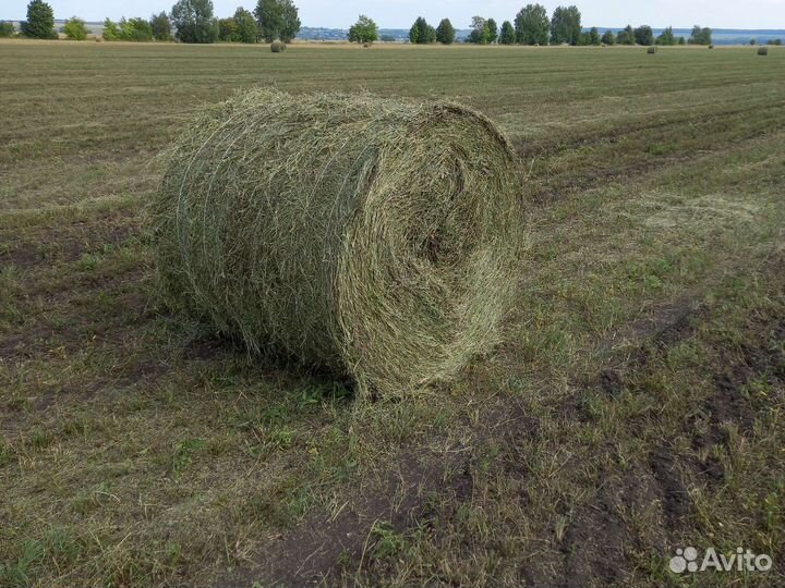 Сено люцерно