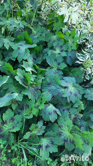 Многолетники