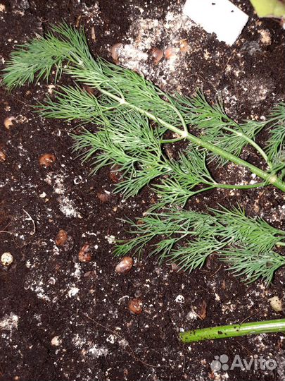 Улитки ахатины маленькие