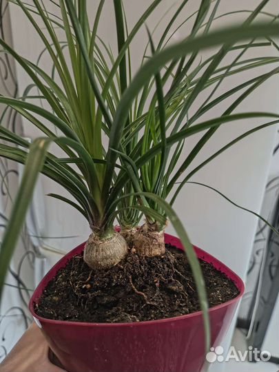 Бокарнея нолина