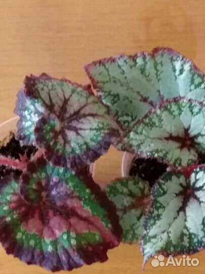 Бегония декоративно лиственная