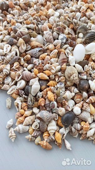 Ракушки мелкие для эпоксидной смолы от 100 гр