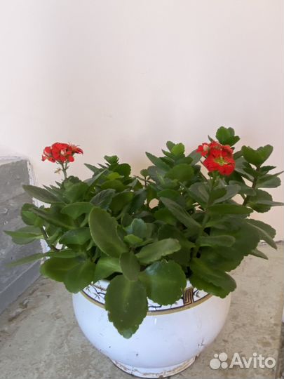 Каланхоэ цветущий