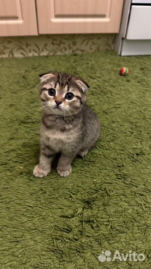 Шотландская вислоухая