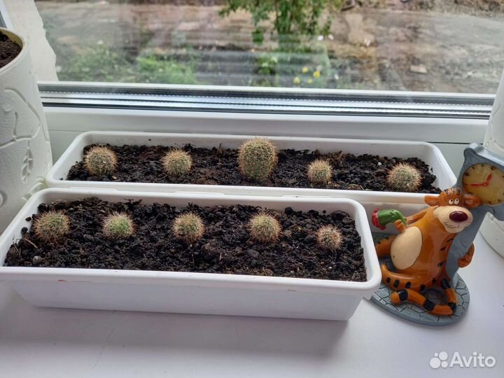 Кактус бесплатно