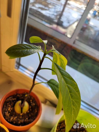 Экзотические растения