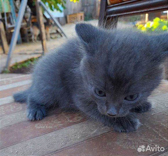 Кошки в добрые руки бесплатно