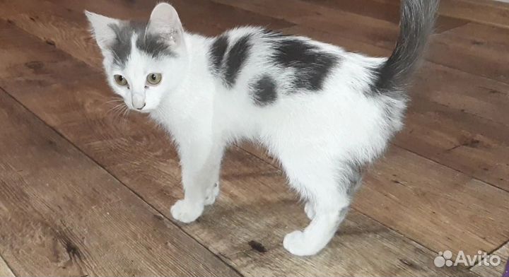 Котята в добрые руки бесплатно