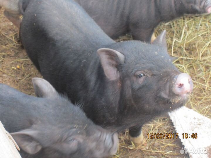 Вьетнамские вислобрюхие поросята