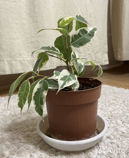 Фикус бенджамина