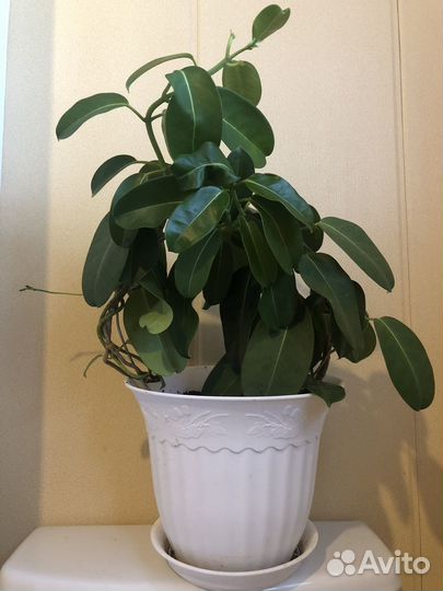 Стефанотис (Мадагаскарский жасмин)